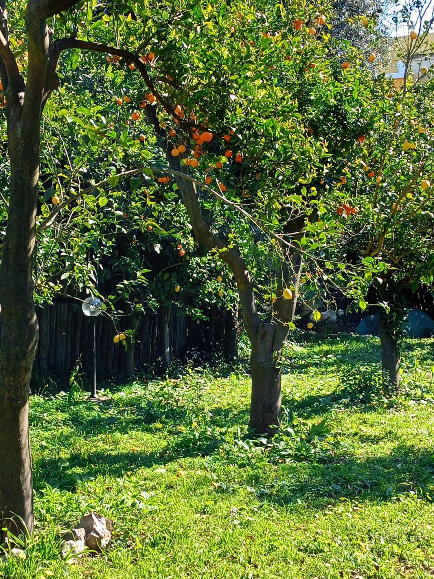 Villino L'Aranceto Sorrentino Bed and Breakfast Meta Eksteriør billede